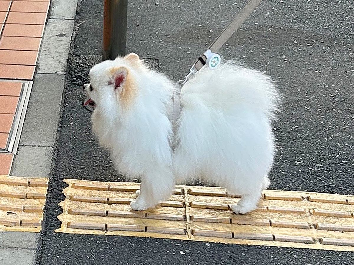 いつも散歩中に通るセブンイレブン→なぜか犬が…1回も入ったことがないのに見せた『常連のような光景』に1万いいね「可愛い」「匂いかな？」