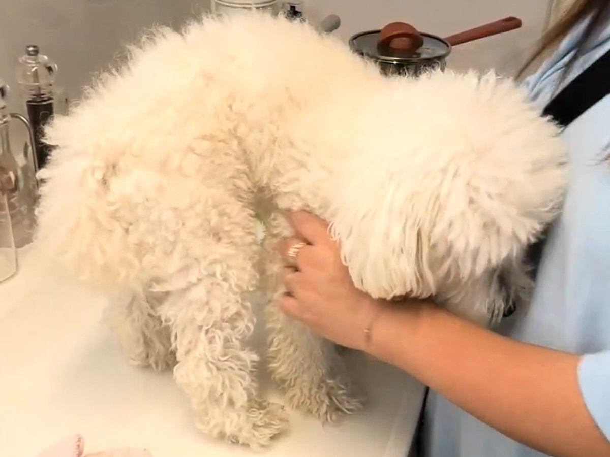 朝、いつもの散歩道を歩いていたら『白い物体』が現れ…脳が追い付かない『迷子犬との出会い』と結末が16万再生「放っておけない」「よかった」