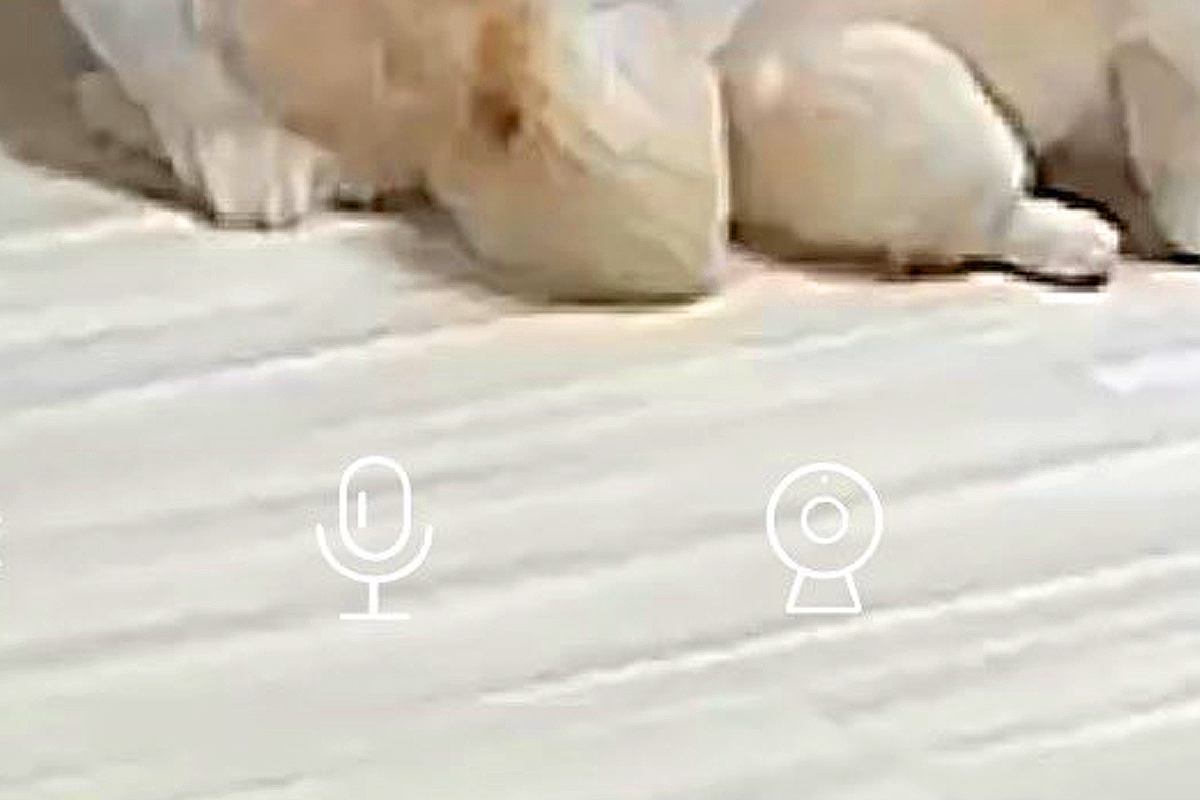 仕事中、ふと『留守番中の犬たち』を確認→『仲良くしてるかな』と思いきや…まさかの『アニメすぎる光景』に4万いいね「構図がｗ」「激アツで草」