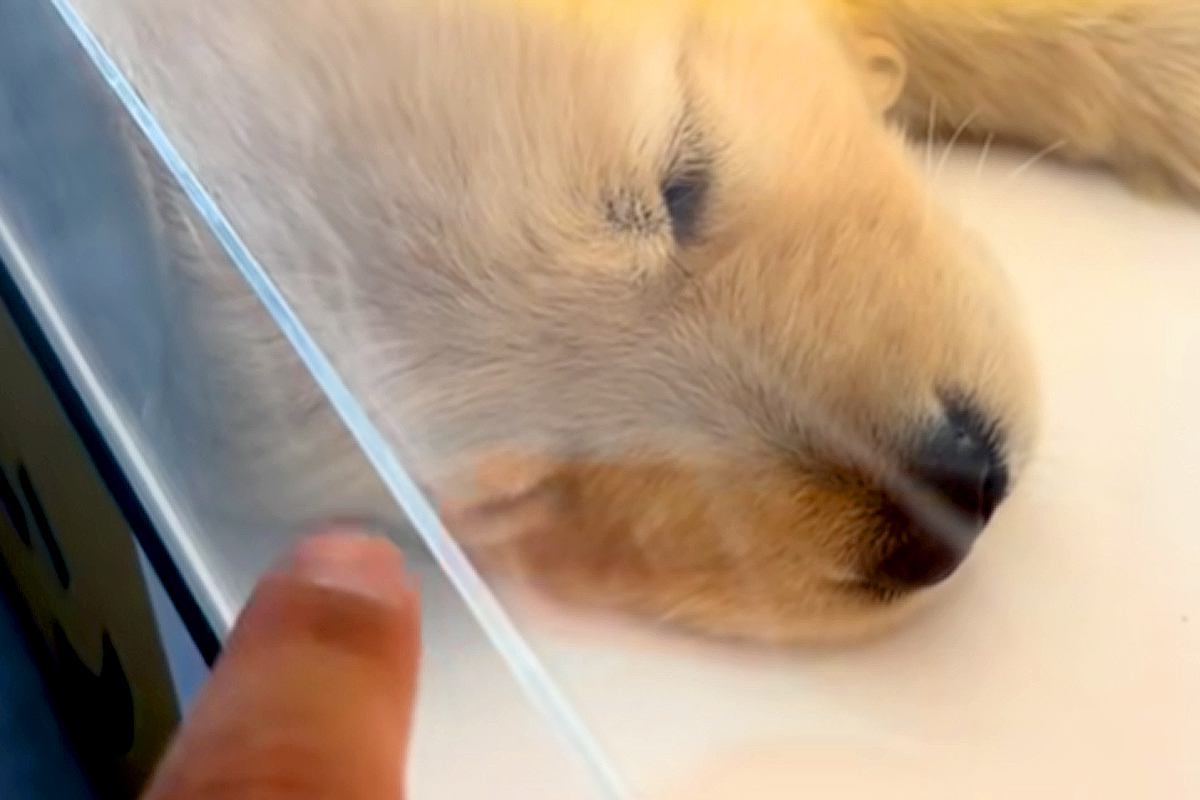 姉犬と離れ離れになった妹犬→SNSを通じて『感動の再会を果たした』と思ったら…『予想外の展開』が気まずいと爆笑「オチがｗｗ」「完璧すぎ」