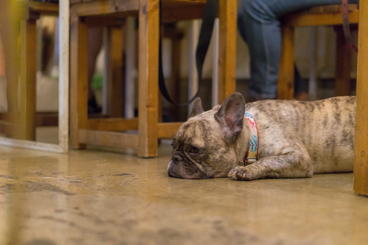 犬の飼い主が他人に配慮すべきこと5つ　全ての人が犬好きだとは限らないと意識しておこう