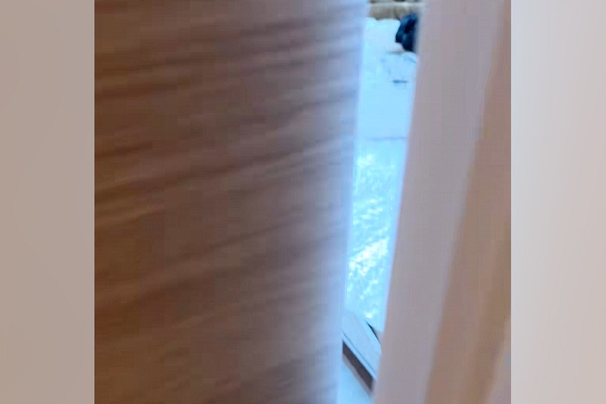 『仕事、がんばるぞ』と部屋に入った結果→犬と猫がゴロゴロしていて…仕事できるわけがない光景が53万再生「ぬいぐるみかとｗ」「混ざりたい」