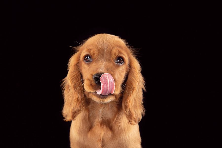 犬に絶対与えてはいけない『秋の味覚』3選　誤って食べてしまった場合、命に関わることも…