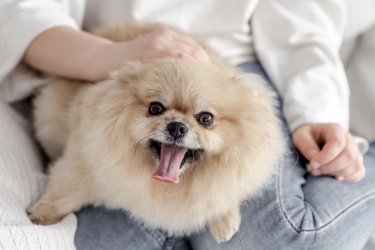 愛犬と『信頼関係』を築くために必要なこと4つ　信用される飼い主になるために日頃からできることまで