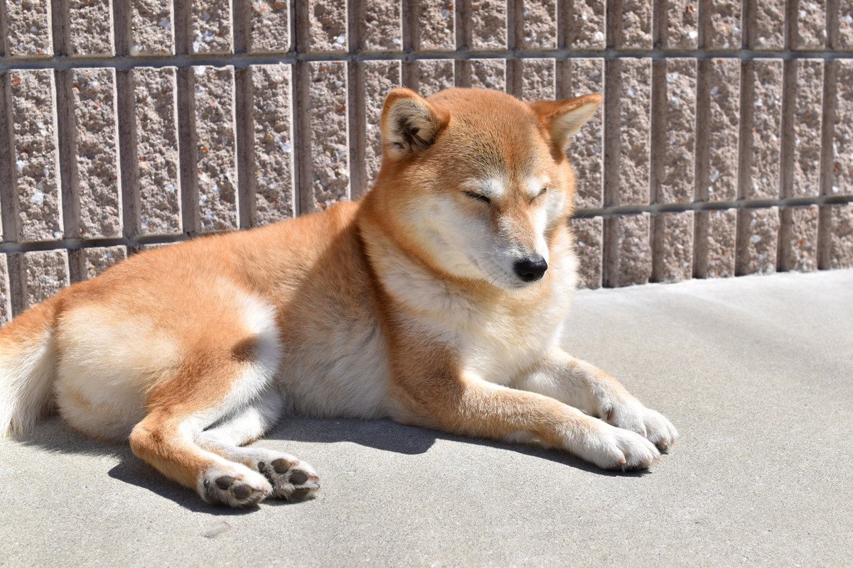 犬を『日向ぼっこ』させるメリットとは？体調を良好に保つための重要な役割まで