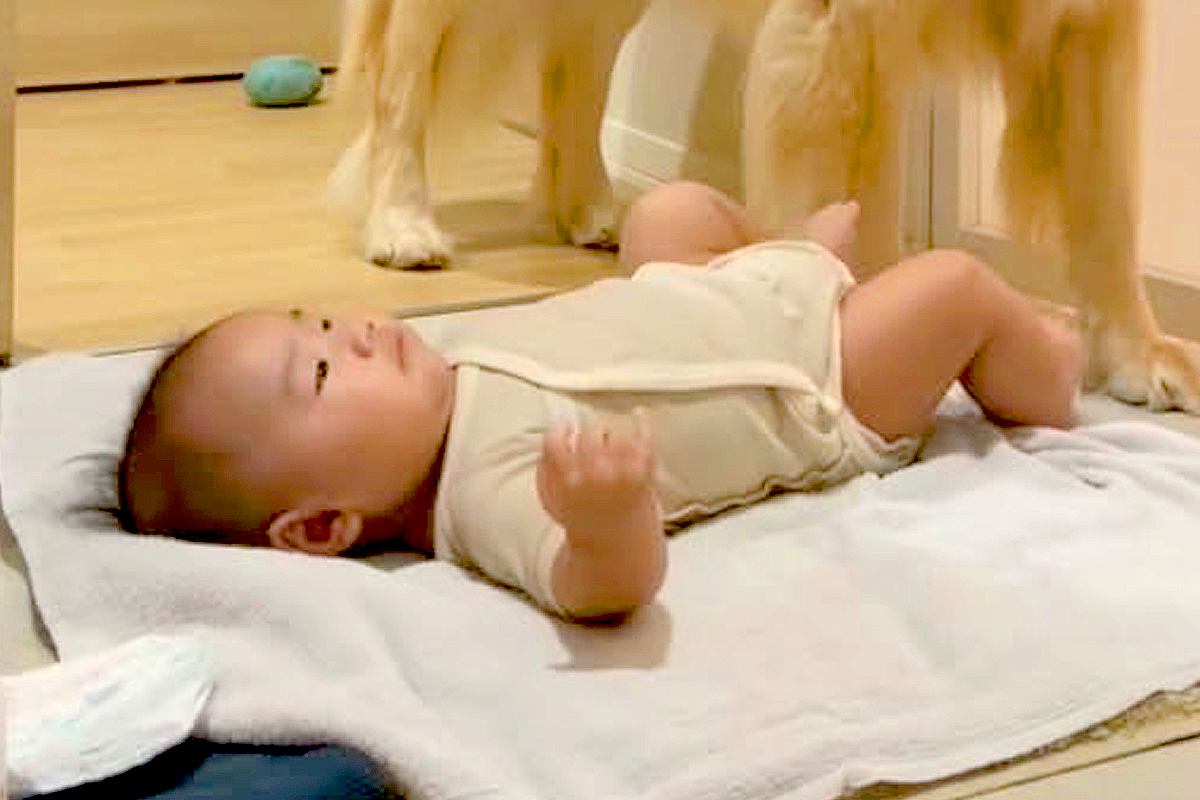 お風呂に入っている間『大型犬に赤ちゃんを見てもらった』結果→『大丈夫かな』と覗くと…素敵すぎる光景が149万再生「頼れる」「優しすぎ」