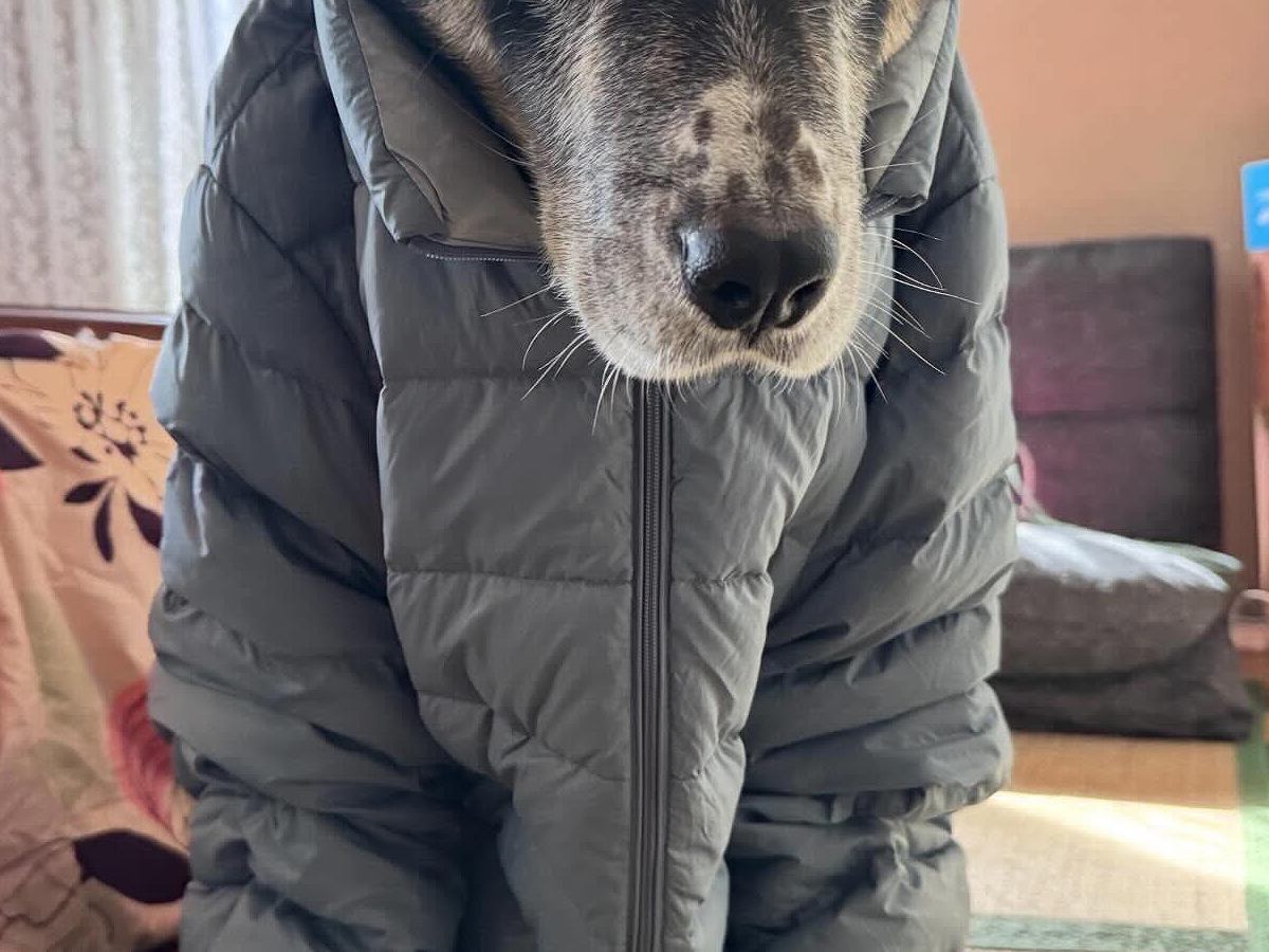 『飼い主のダウンジャケット』が大好きな犬→着せてみた結果…思っていたのと違う『表情』に1万いいね「不服そうｗ」「現実逃避の顔で草」