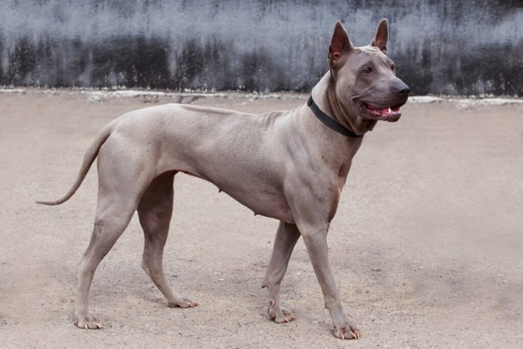 【獣医師監修】タイ・リッジバック・ドッグってどんな犬種？特徴と性格や飼い方・価格相場まで解説