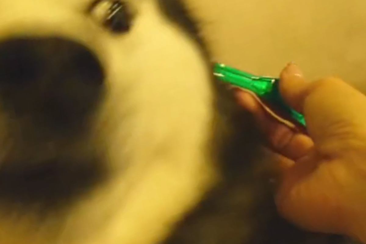 3頭の大型犬に『ノミダニ予防薬』を投与した結果→それぞれの反応が…『個性溢れる光景』が笑えると反響「みんな可愛い」「必死な表情ｗｗ」