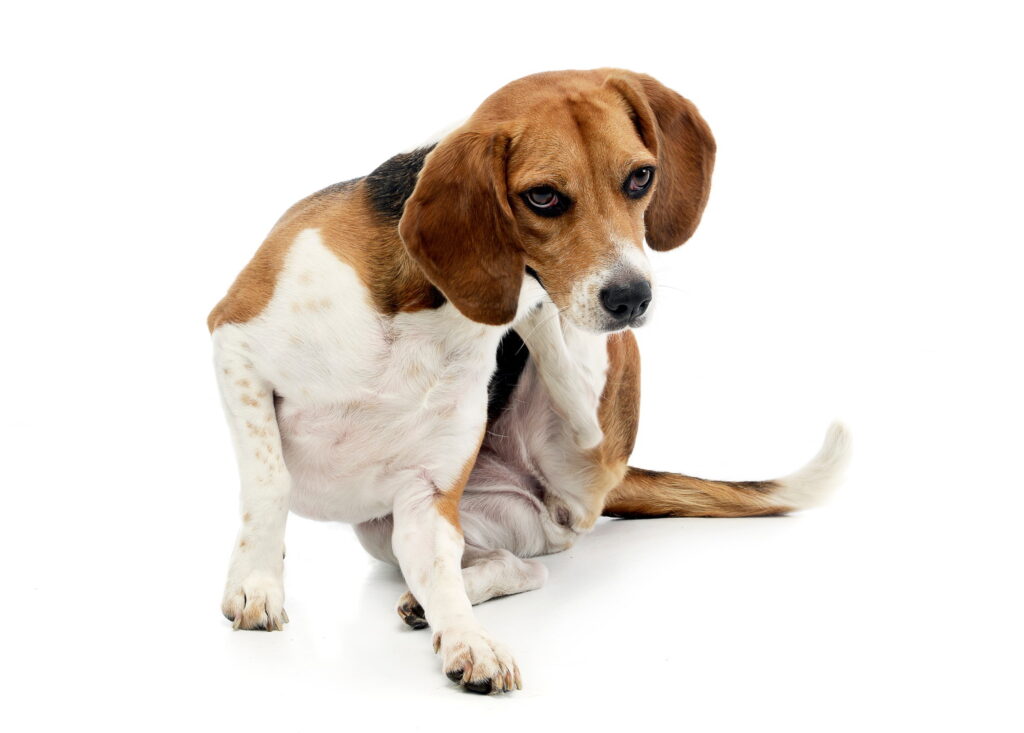 犬の乾燥肌を改善したい！原因と対策、フケを抑える正しい保湿方法