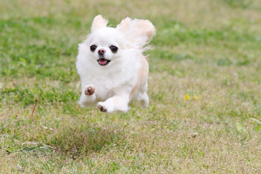 ドッグランで小型犬をフリースペースに入れる3つの危険性