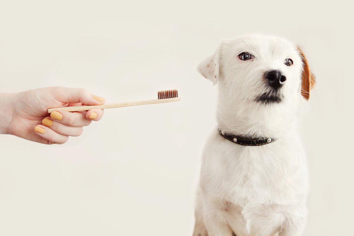 愛犬の歯磨き嫌いを克服したい！嫌がる理由から読み解く4つの改善方法とは