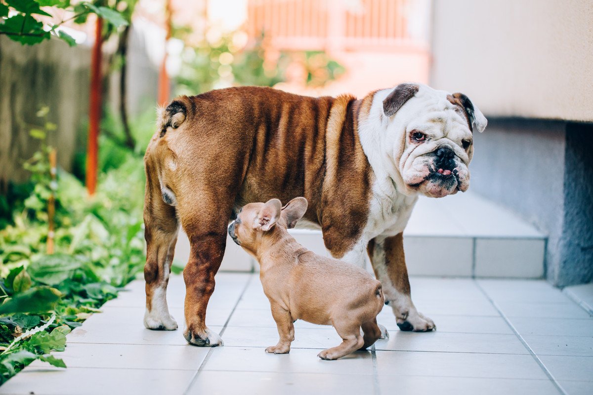 『他の犬と遊ぶのが苦手』な犬の特徴3つ！克服するためにできることと配慮すべき愛犬の気持ち