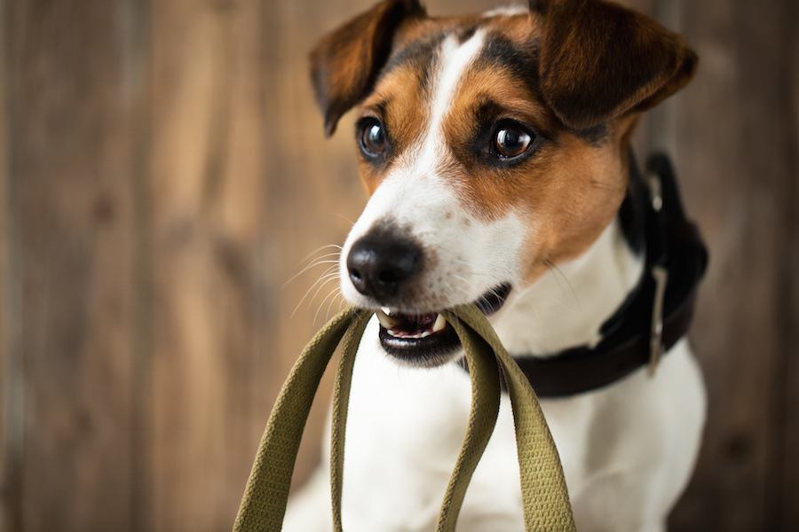 犬の散歩をしない飼い主に散歩をさせるための研究！