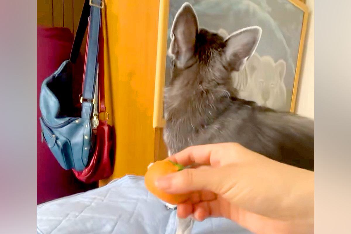 『ボールを投げたフリ』をした結果→毎回犬が騙されて…感情豊かすぎる『芸人顔負けの表情』に爆笑「超可愛いｗｗ」「なぬ！って顔たまらん」