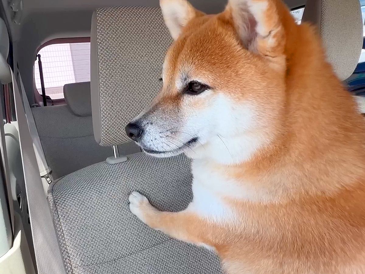 車でお出かけ中『絶対いるはずのない父』が乗ってきたら、犬が…尊すぎる『100点満点なリアクション』が2万再生「表情が人間みたいｗ」と悶絶