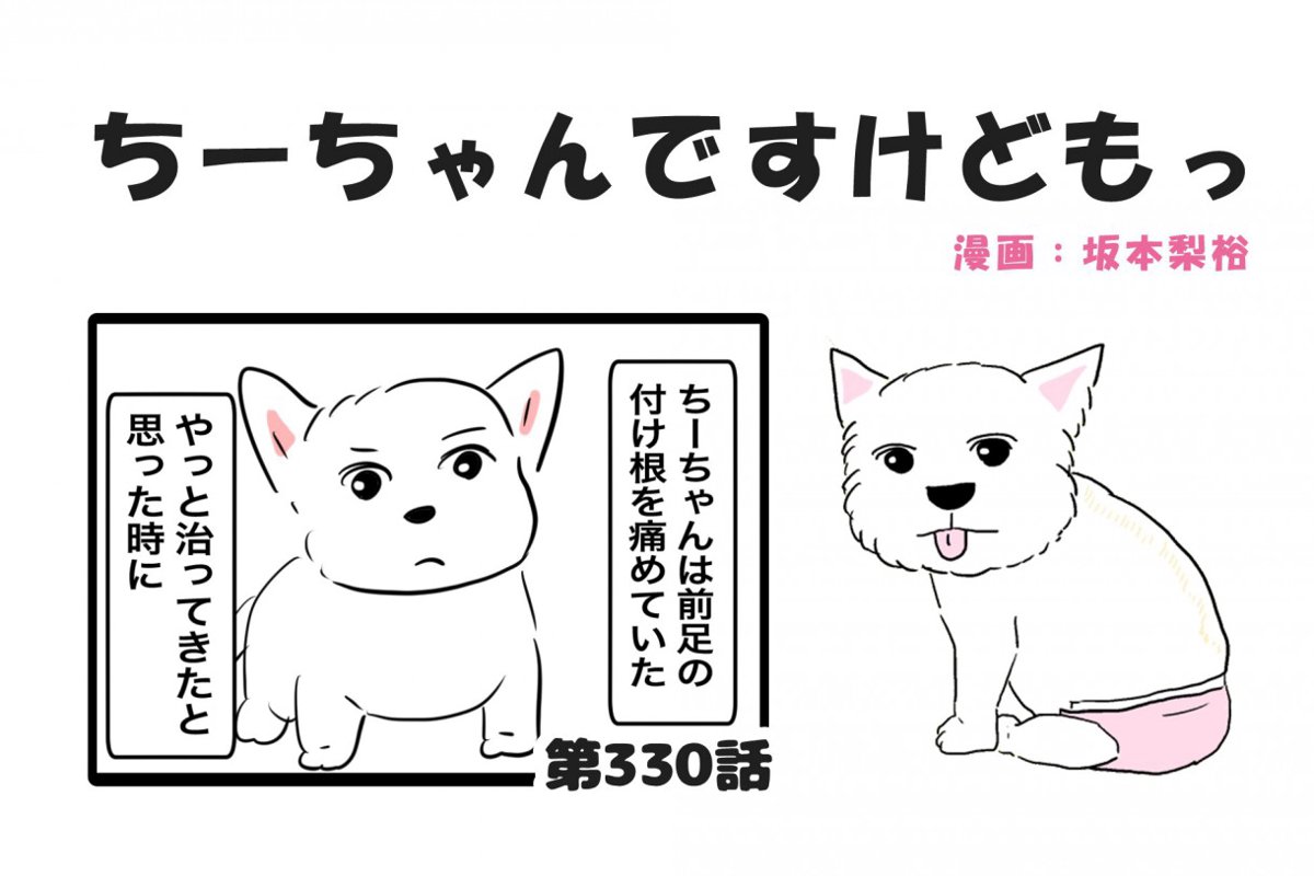 ちーちゃんですけどもっ【第330話】「シニア犬だとすぐ病気を疑うから」