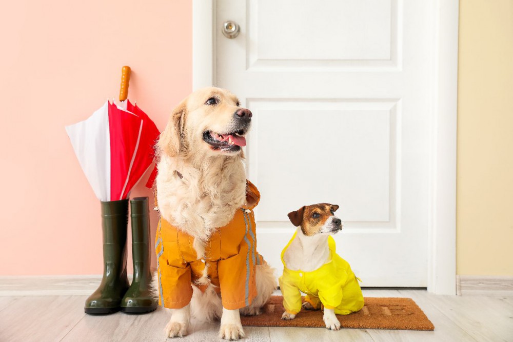 雨の日の犬の散歩はコレを意識して！愛犬のために絶対抑えておきたい3つのポイント