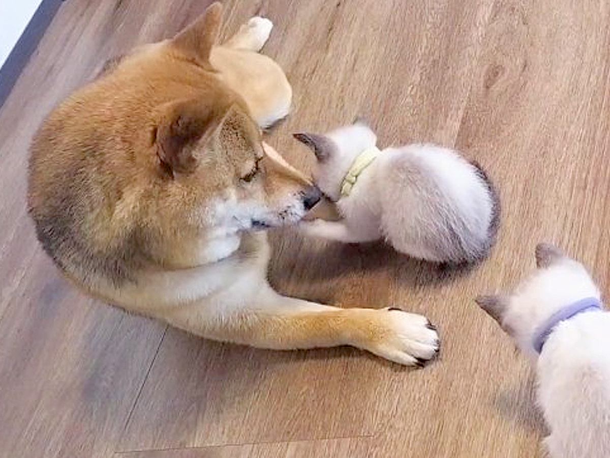 散歩中に犬が発見した赤ちゃん猫→甘えん坊に成長して…一生懸命に『子育てをする光景』が40万再生「めちゃくちゃ幸せそう」「優しい」と絶賛
