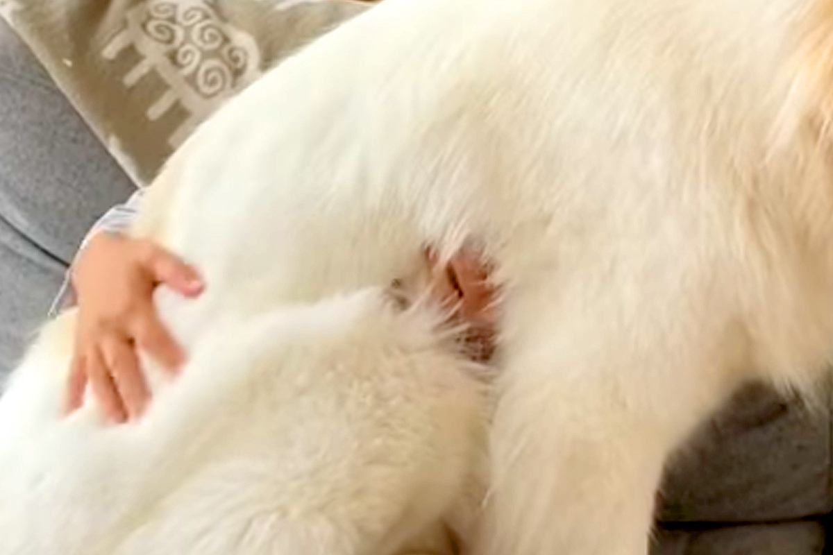 まだ子犬の感覚が抜けない『超大型犬』→無理やり膝の上に乗ってきて…自分の大きさを理解していない光景が87万再生「永遠の子供」「幸せすぎ」