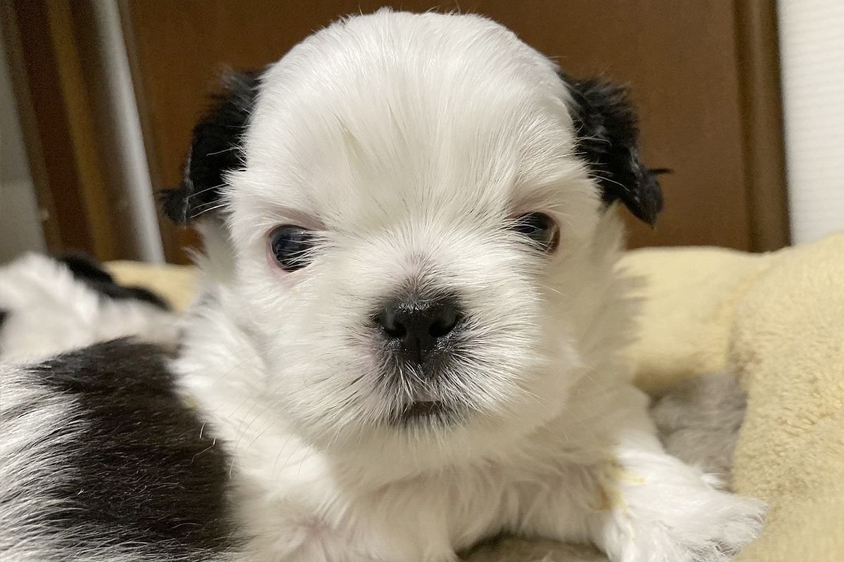 真っ白なお顔の赤ちゃん犬→『このまま育つかな』思ったら、1年後…誰も想像できなかった『衝撃の現在』に反響「最高」「同じ犬とは思えない」