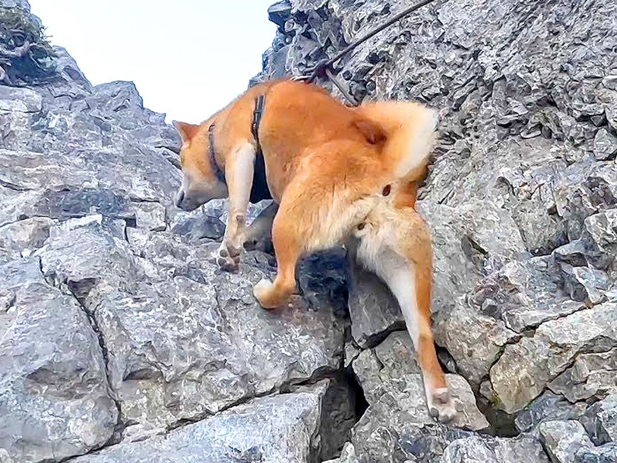 登山の道中、岩壁に近付いた犬が…ワンコとは思えない『まさかの光景』が7万7000再生「登山技術エグい」「適応力すごすぎる」と驚愕の声