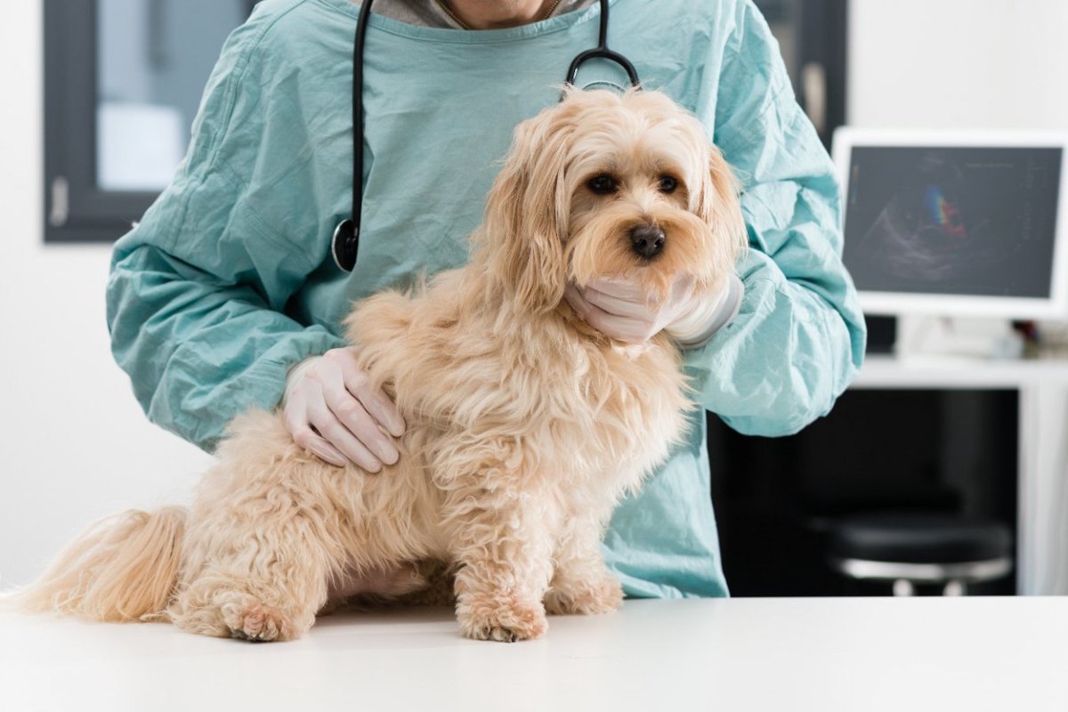犬の消化器と呼吸器の病気は関連していることが多いという研究結果