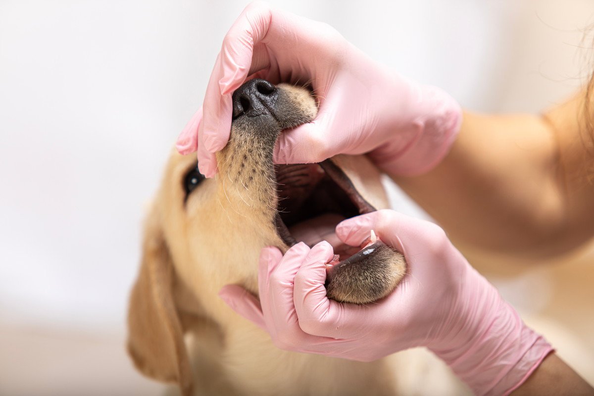 犬が死ぬかもしれない『口の病気』4選　主な原因や見逃してはいけない口の中の状態とは