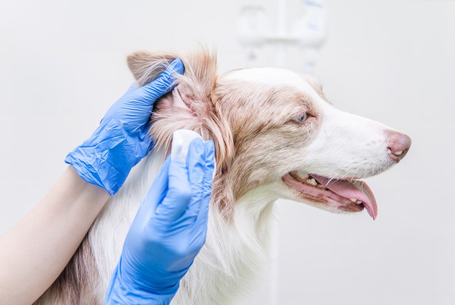 愛犬の耳掃除、やりすぎ注意！？犬の耳垢の自浄作用ってなに？【獣医が解説】