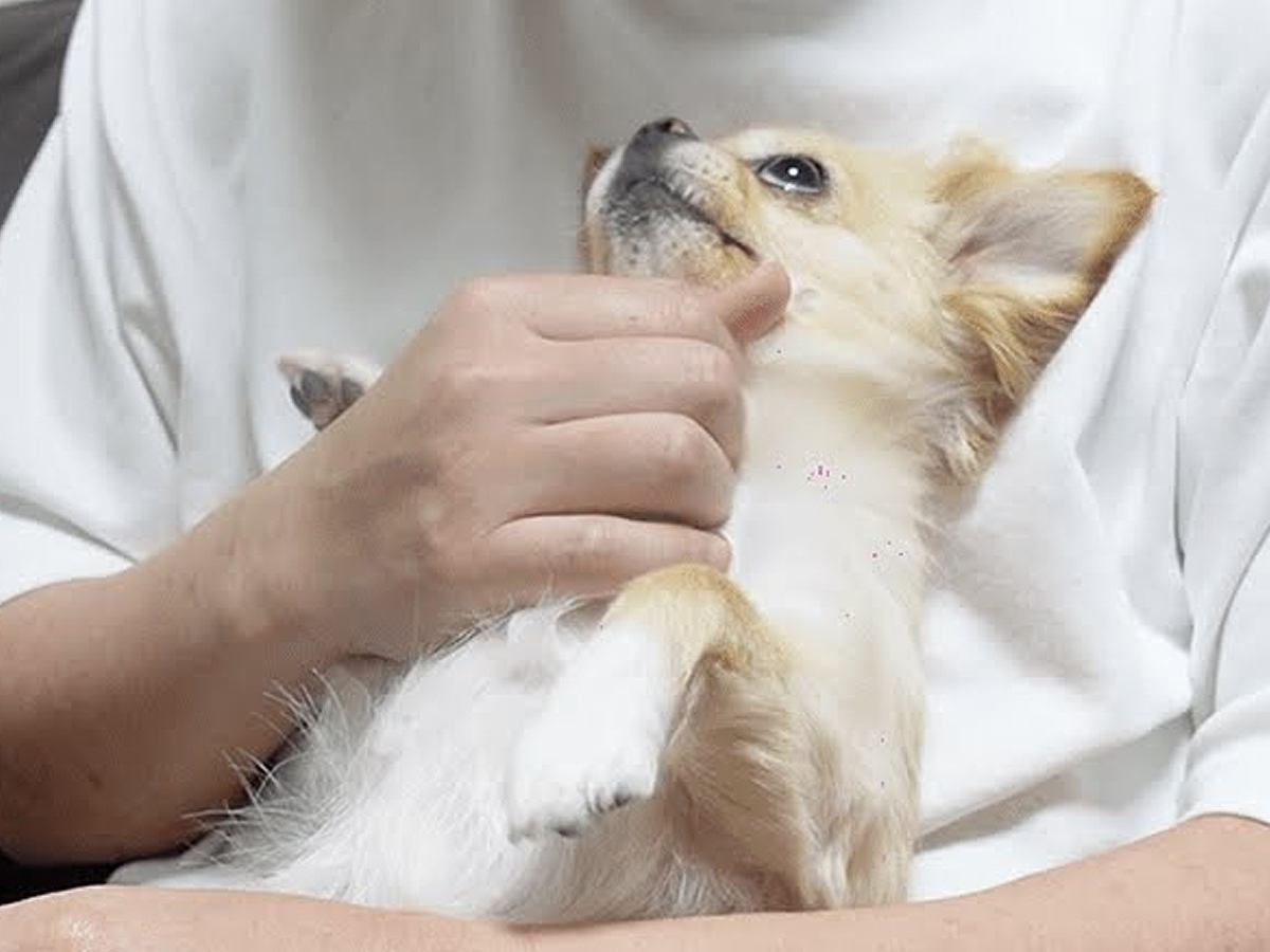 飼い主の浮気を察知して激怒する犬→仲直りをしたら…もはや人間のような『今まで以上に甘えん坊になってしまう光景』が4万再生「可愛すぎｗ」