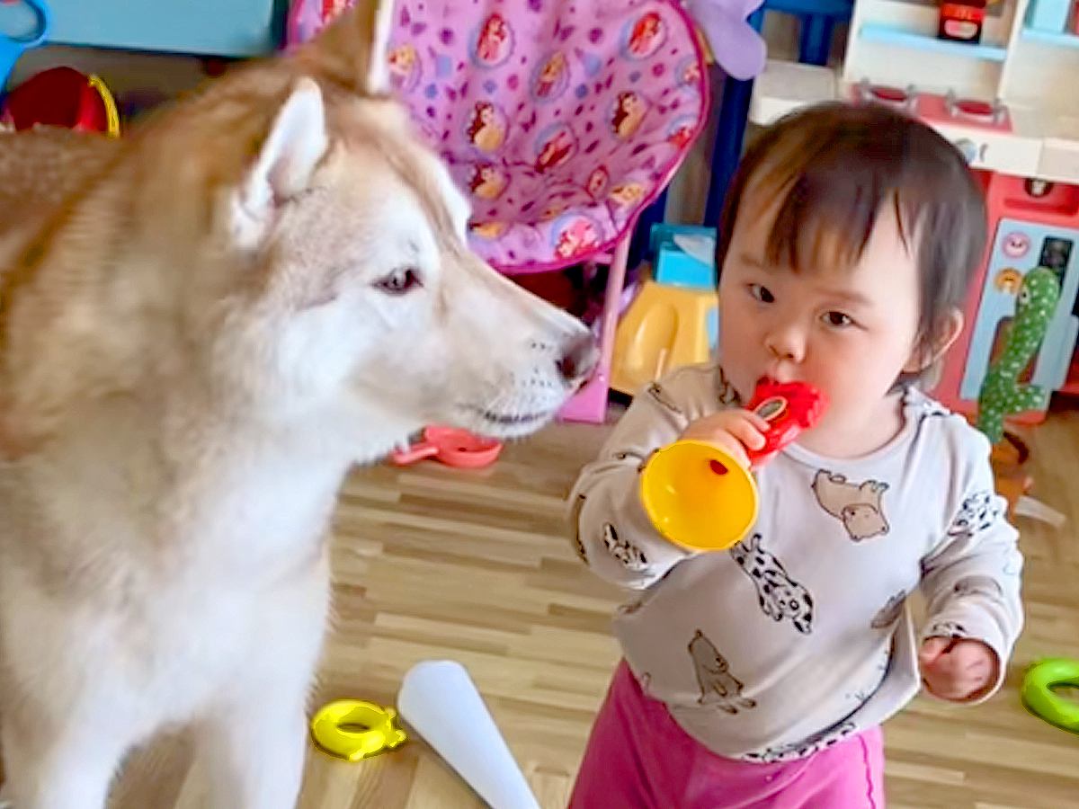 『ラッパのおもちゃ』で遊ぶ赤ちゃん→隣にいた大型犬が…まさかの『とんでもなく尊い音楽隊』が8万再生「カオスでたまらんｗ」「可愛い音楽会」