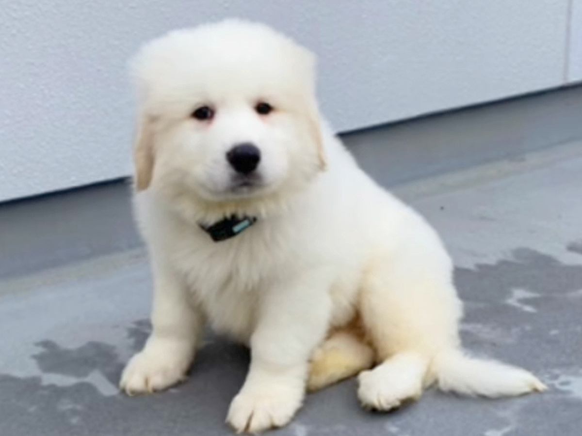 『超大型犬の赤ちゃん』をお迎え→たった生後7ヵ月で…想像以上な『驚異のビフォーアフター』に「幸せで大きくなったんだ」「ずっと幸せに」の声