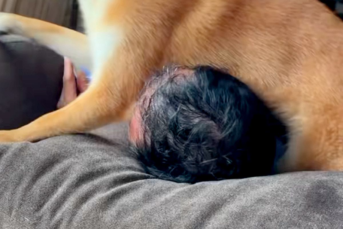 ソファに寝転んでいたら近づいてきた犬→『構ってほしいのかな』と思ったら…想像と違った『まさかの光景』が32万再生「顔ｗｗ」「最高のご褒美」