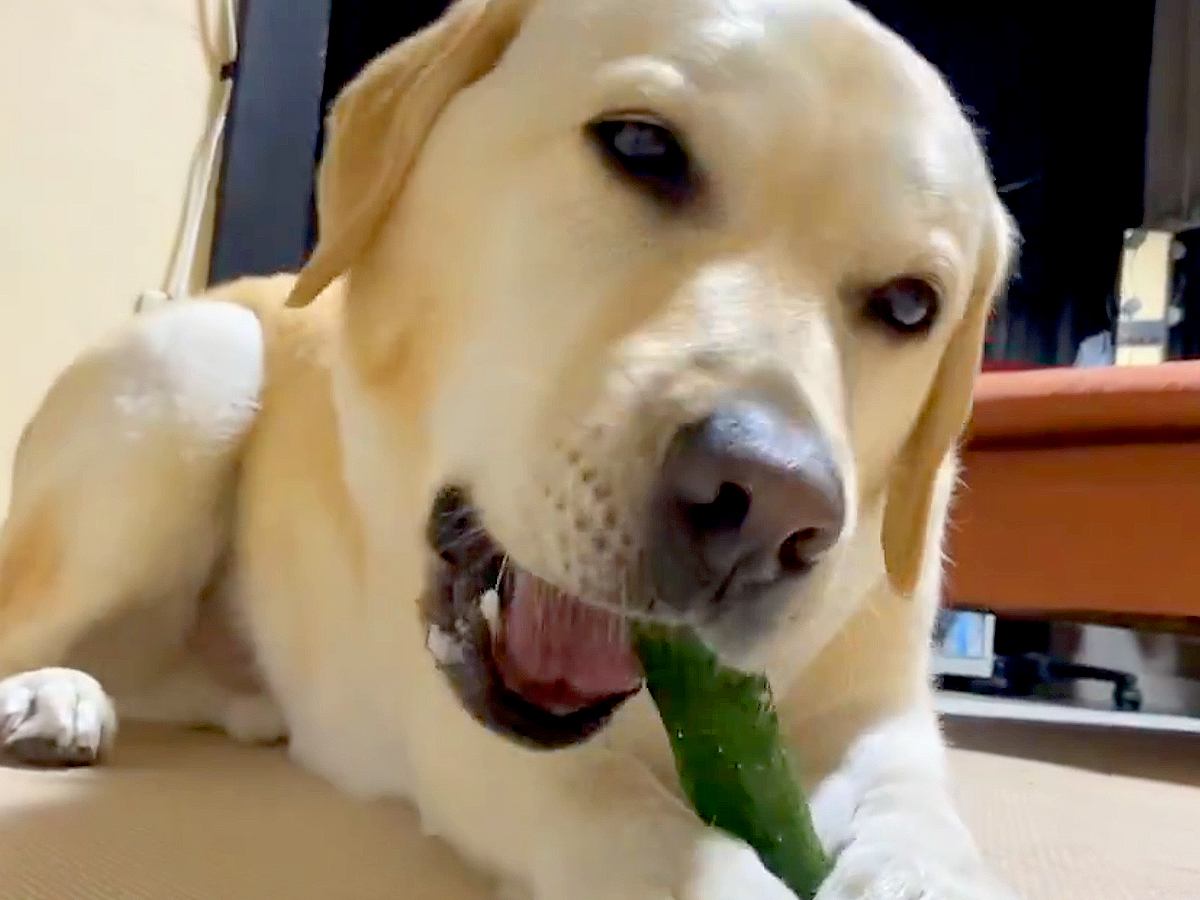 キュウリが好きすぎる大型犬→丸ごと渡した結果…思った以上に『爽快感あふれる食事の光景』に1万いいね集まる「ずっと聞いてたい」「咀嚼音最高」