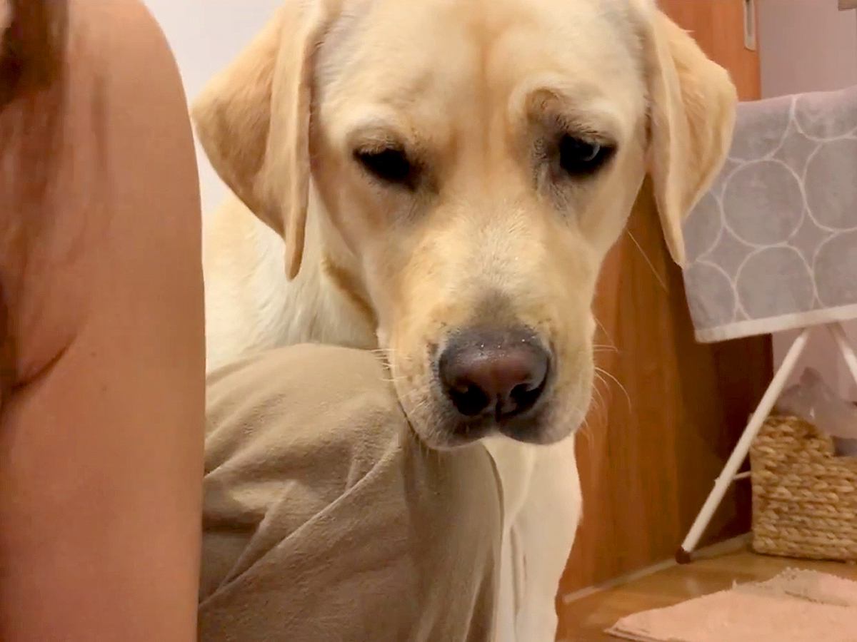 生まれたばかりの赤ちゃんを沐浴中、大型犬が覗いてきて…尊すぎる『本当の母親のような光景』が49万再生「母性強い」「平和で幸せ」と絶賛の声