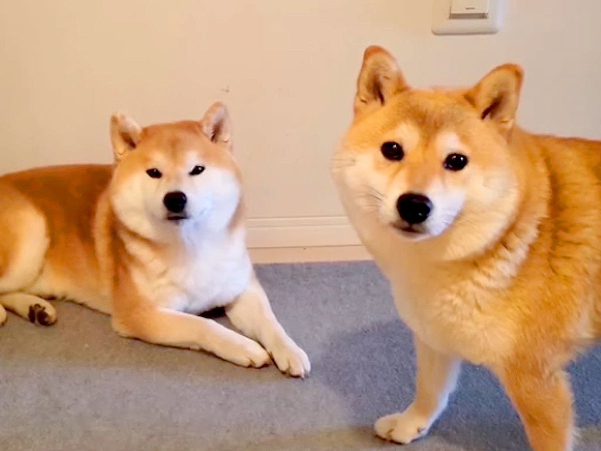 お風呂嫌いな犬に『お風呂入る？』と言った結果…まさかの『人間のような行動』が141万再生「風呂キャンセル界隈犬」「可愛すぎｗｗ」と大絶賛