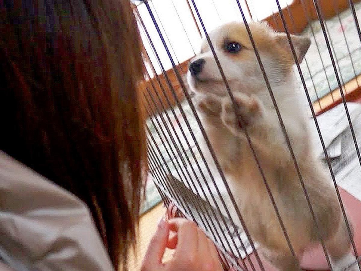 子犬が『家族の一員』になった日…ワンコの行動ひとつひとつが可愛すぎると137万再生「なぜか泣いた」「天使のよう」と大絶賛の声