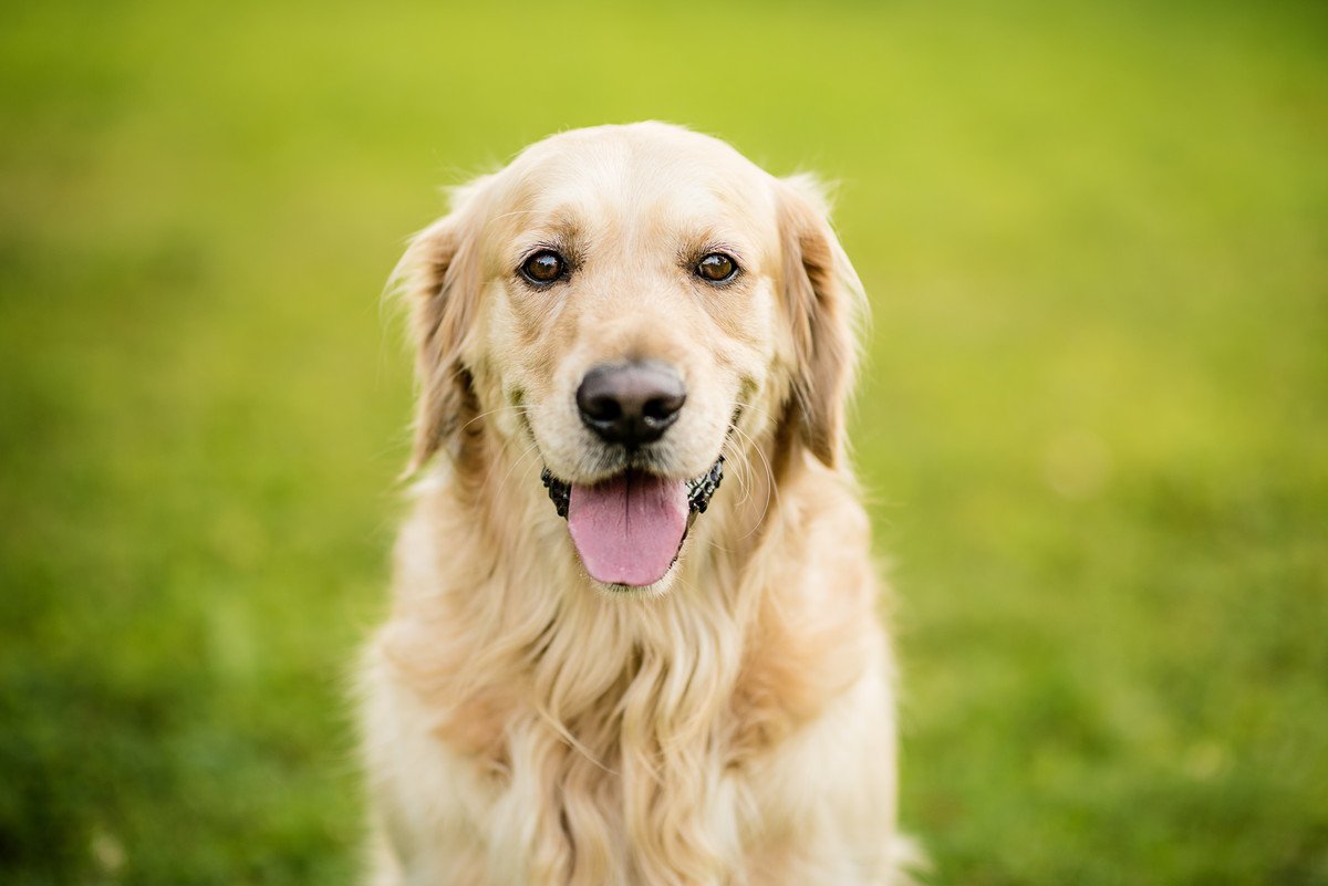 『お金がたくさんかかる』犬種5選　迎える前に知っておくべき金額や絶対必要な費用まで