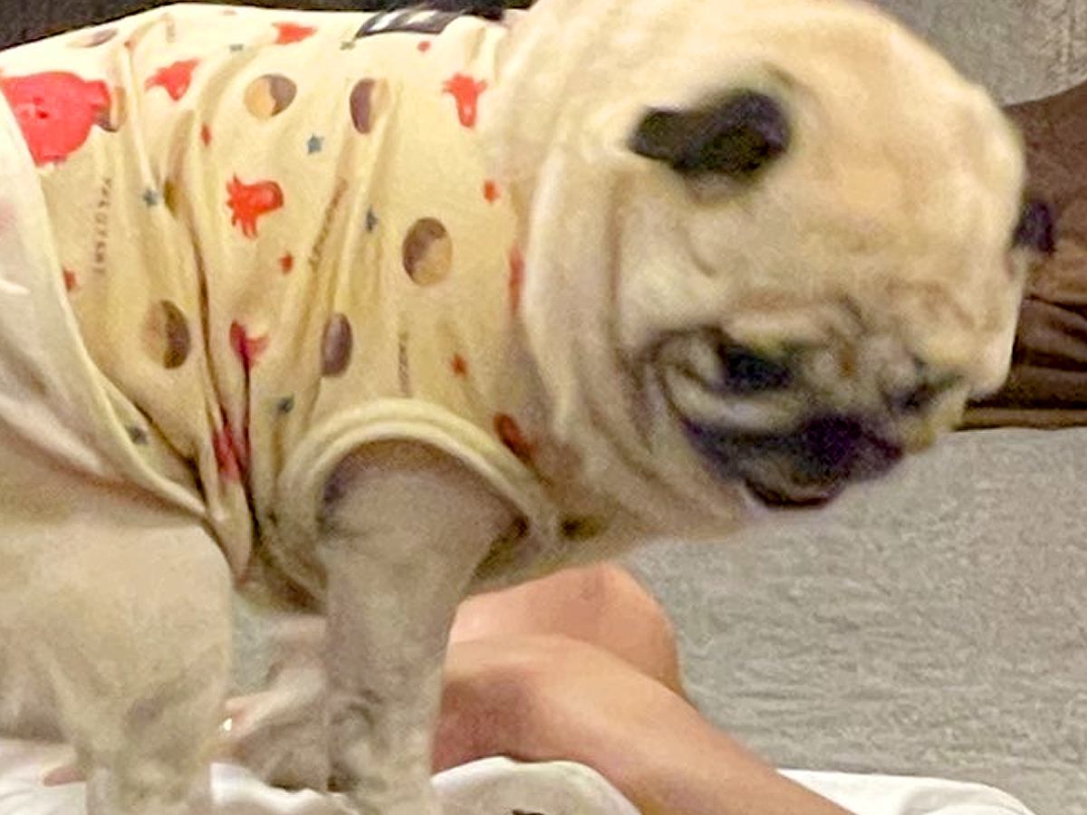帰宅したお父さんを出迎える犬→なぜかお腹の上で…想定外な『クセが強すぎる歓迎の方法』に2万いいね「子どもと一緒ｗ」「グエッてなる」と爆笑