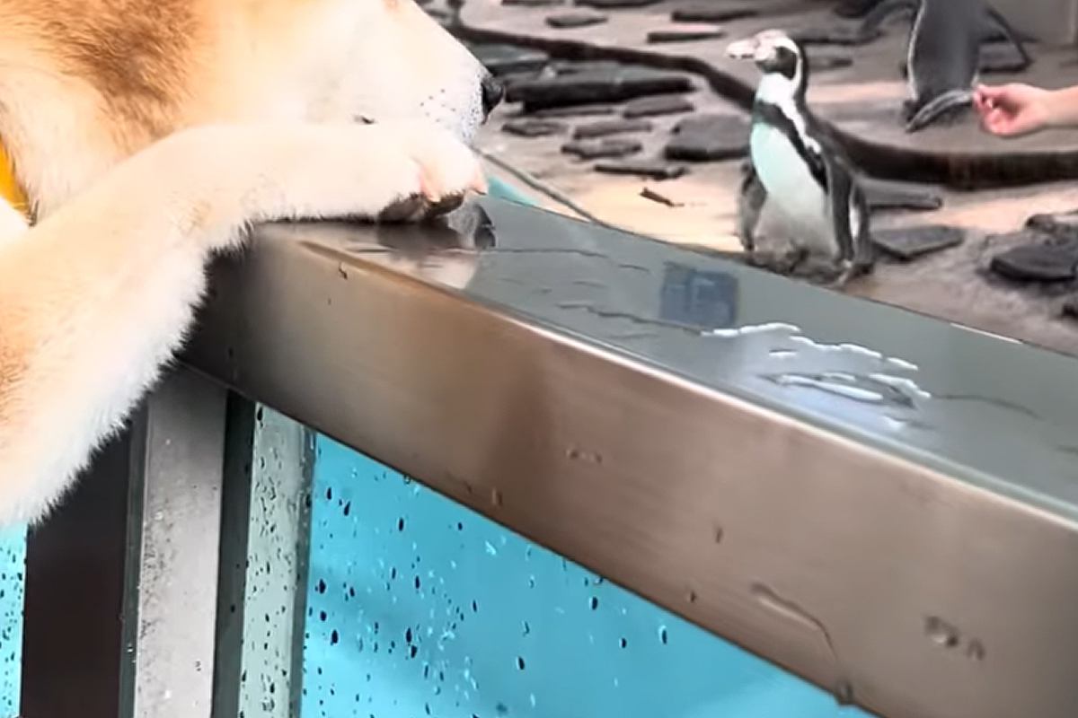 動物園にきた柴犬が『推しのペンギン』と会った結果→まるで3歳児のような表情で…愛おしすぎる光景に1万いいね「たまらない」「笑っちゃった」