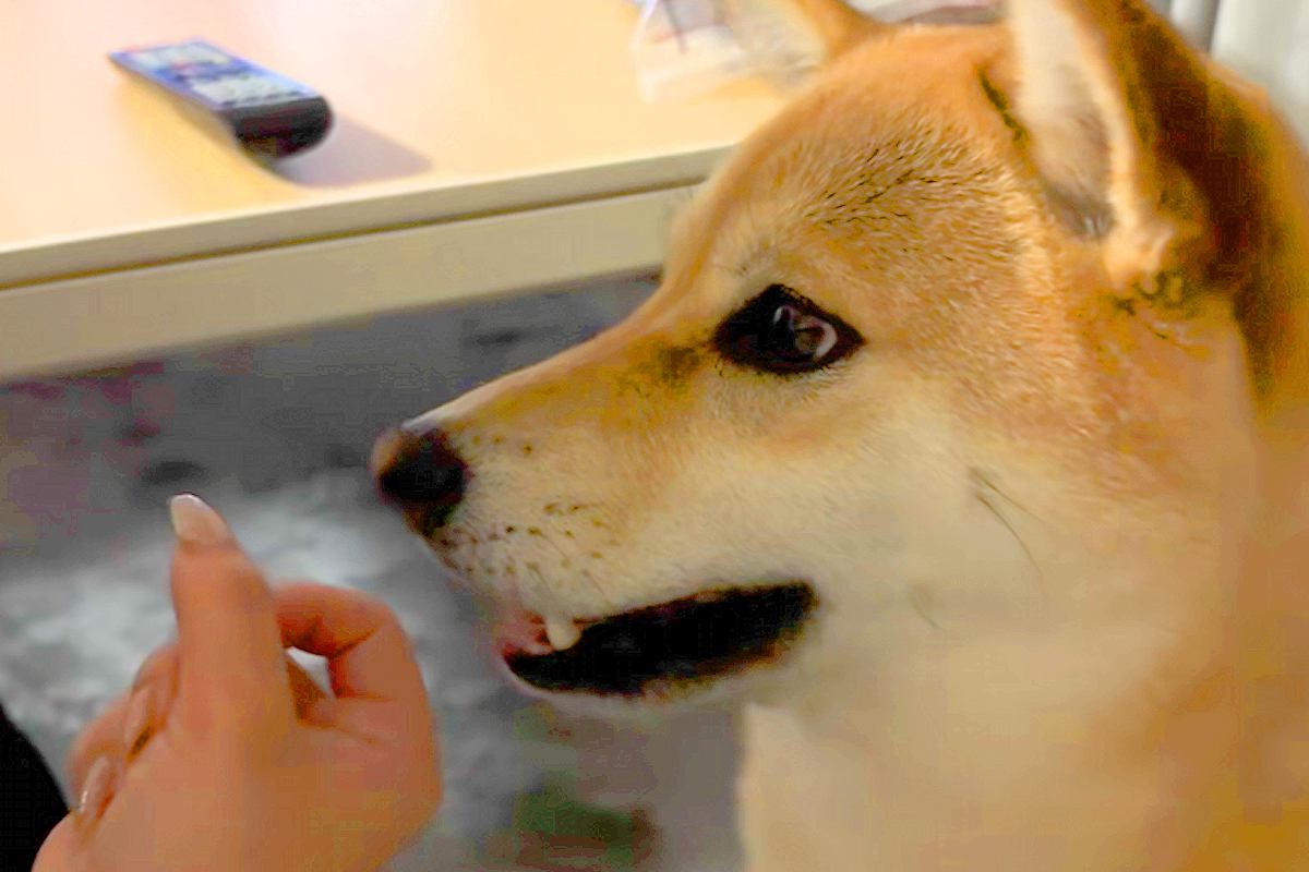 『高い声で"アー"と言えますか？』と犬に聞いてみた結果→もはや犬とは思えない『まさかの光景』が90万再生「なんでできんねん」「発音ｗｗ」
