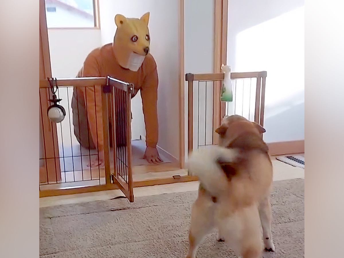 『ワンコの変装をして帰省するドッキリ』を仕掛けた結果→犬に警戒されてしまい…気付いた瞬間の『泣ける反応』が248万再生「最高すぎる」