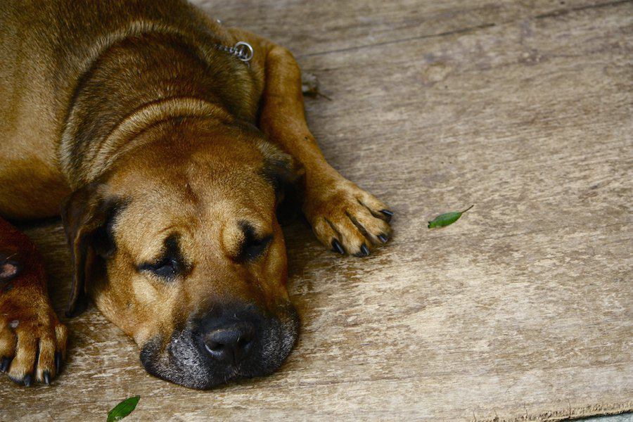 犬が苦しがってる時にする仕草４つ