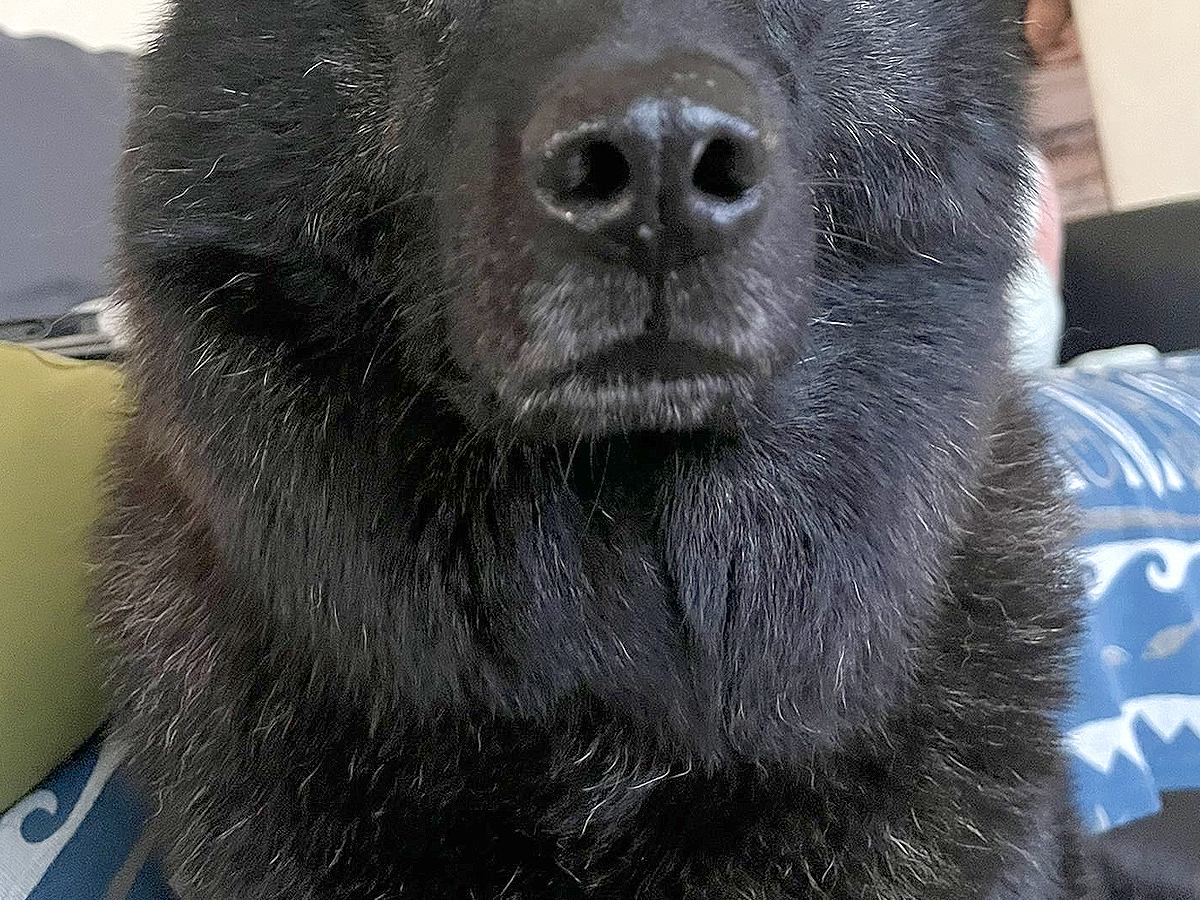 正面から犬の写真を撮った結果→想定以上に『クマにしか見えない光景』に23万いいねの大反響「本物かと思った」「オジサン」「お顔立ち素敵」
