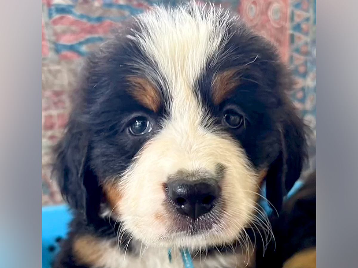 目がキラッキラな超大型犬の赤ちゃん→10ヶ月間の成長記録をまとめた結果…愛おしい『ビフォーアフター』に「尊い」「可愛い」と2万再生