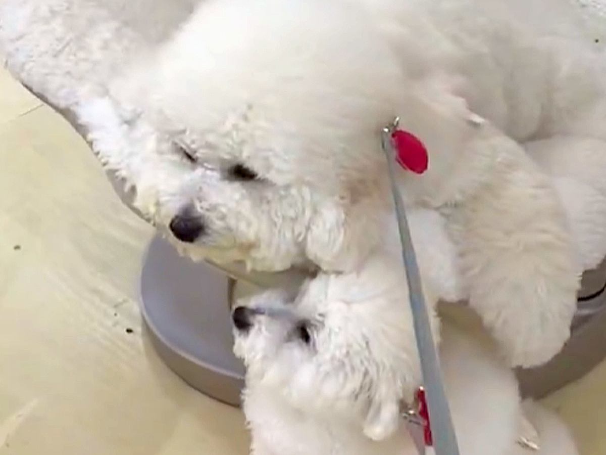 お店で『動く犬用ベッド』に試乗した犬→『もう帰るよ』と言ったら…意思が強すぎる行動が16万表示「迷惑そうで草」「買ってあげてｗ」と爆笑