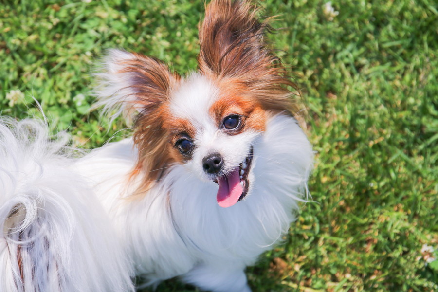 パピヨンの平均寿命は何歳？健康で長生きしてもらう秘訣と飼い主ができること