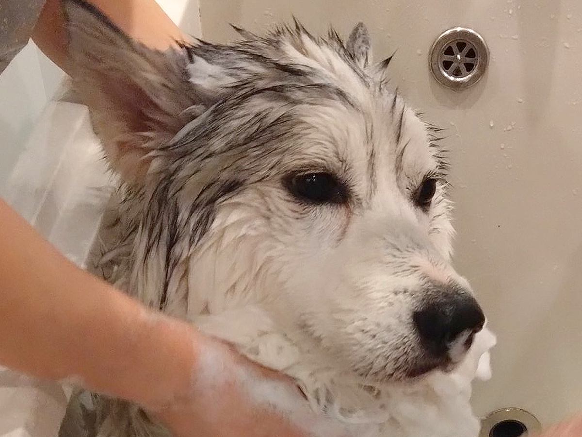 2人がかりでハスキー犬を洗った結果→想定以上に感情を失ってしまい…『もう好きにして』まさかの光景に2万いいね「気持ちが伝わるｗ」と爆笑