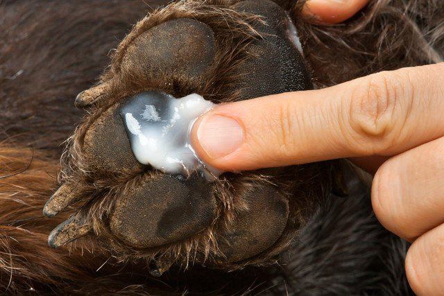 犬の肉球がひび割れする原因と対処法