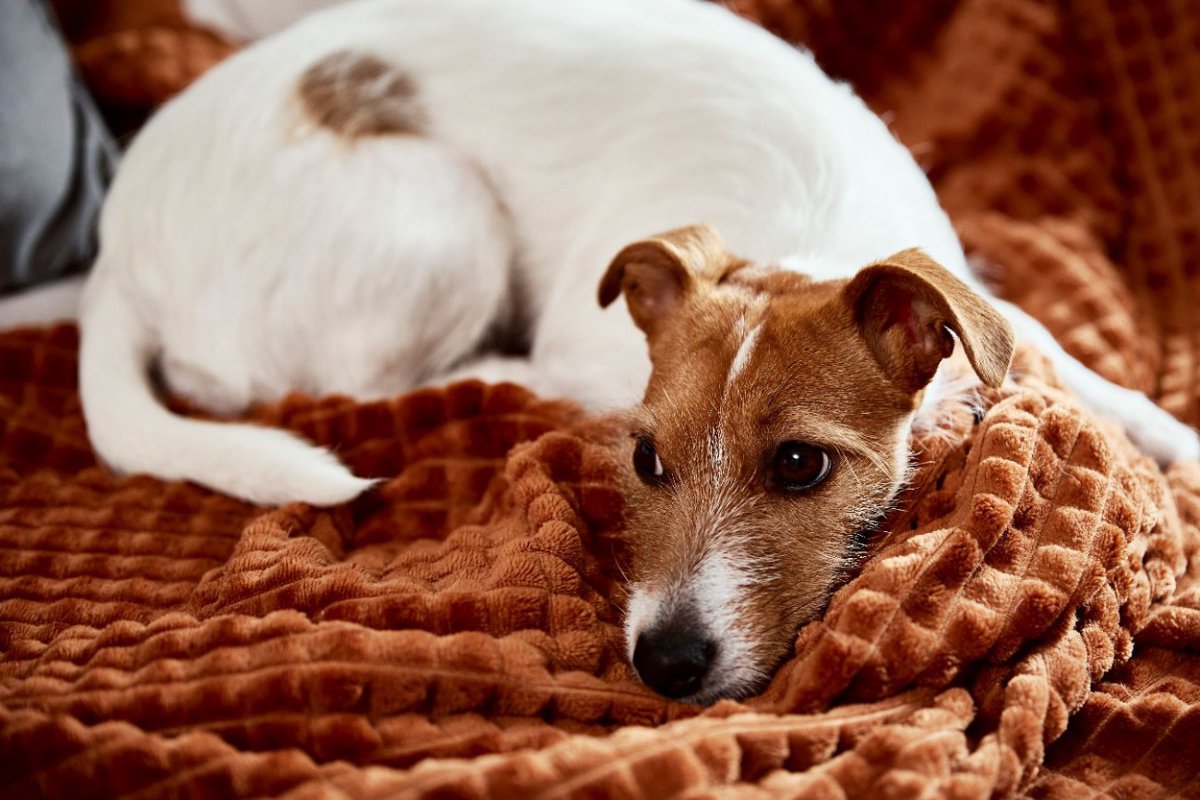 犬がぶるぶる震える…危険なサインとは？5つの症状や絶対に見逃してはいけない仕草とは？